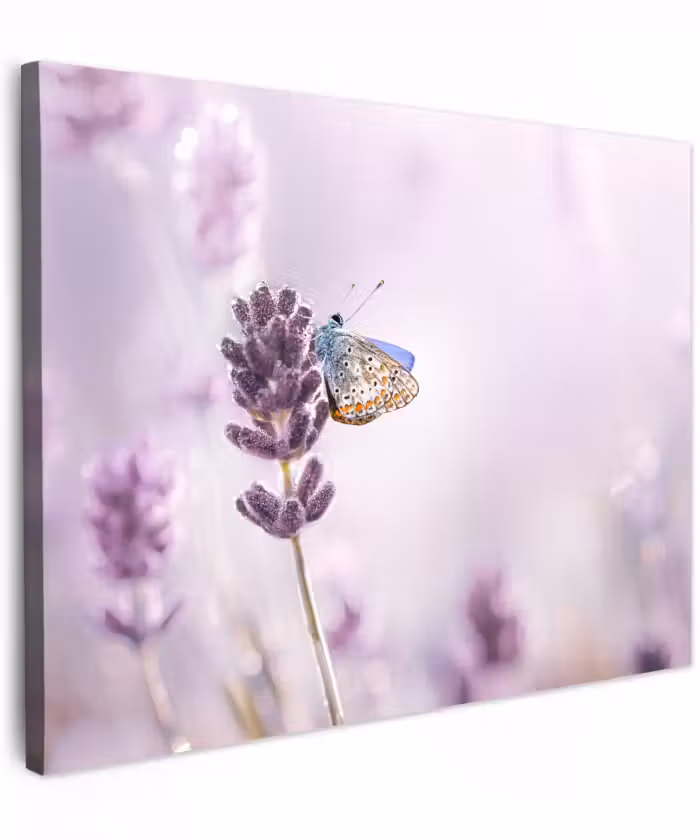 Canvas schilderij - Lavendel - Vlinder - Close-up - Paars