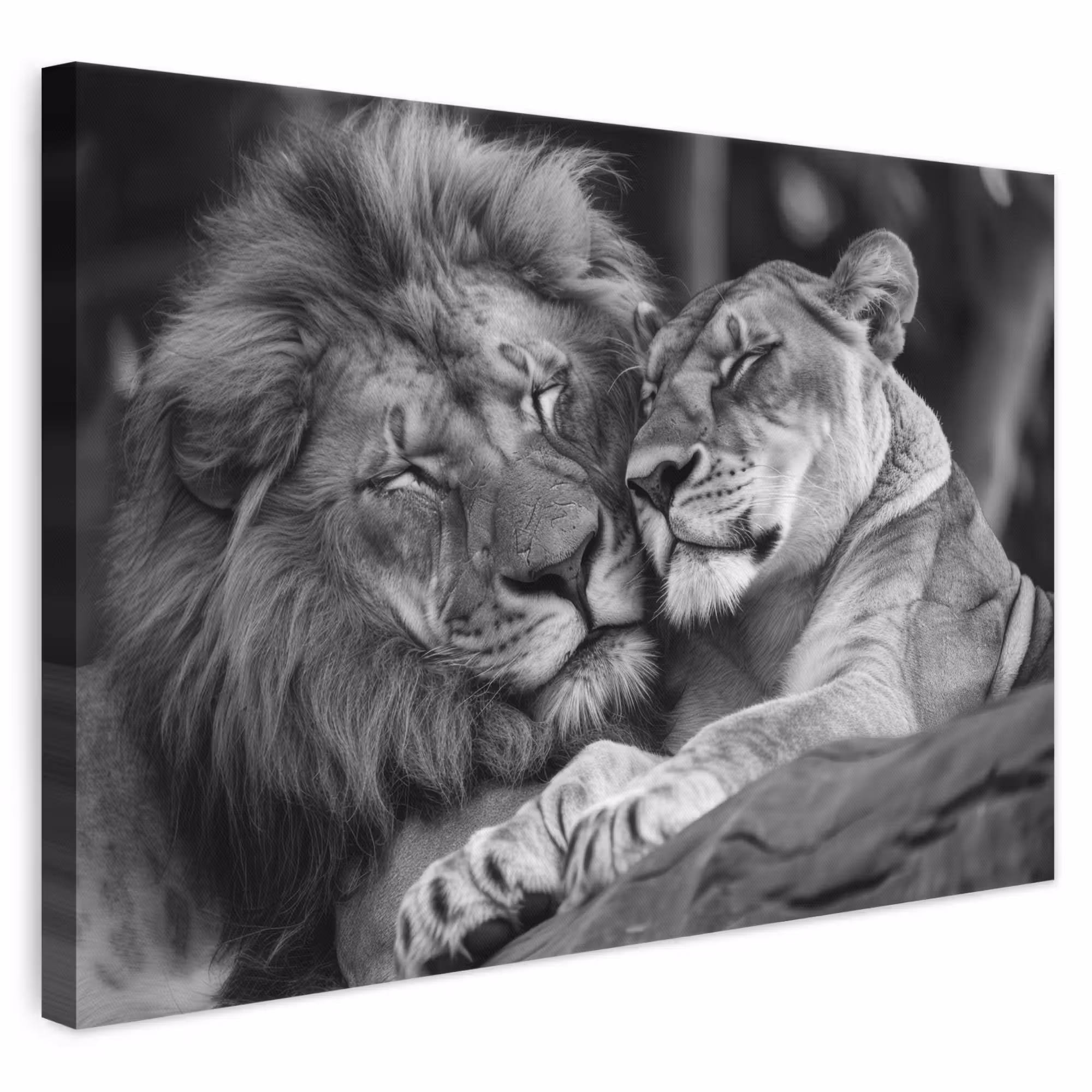 Canvas schilderij - Leeuwen - Dieren - Zwart - Wit - Leeuw