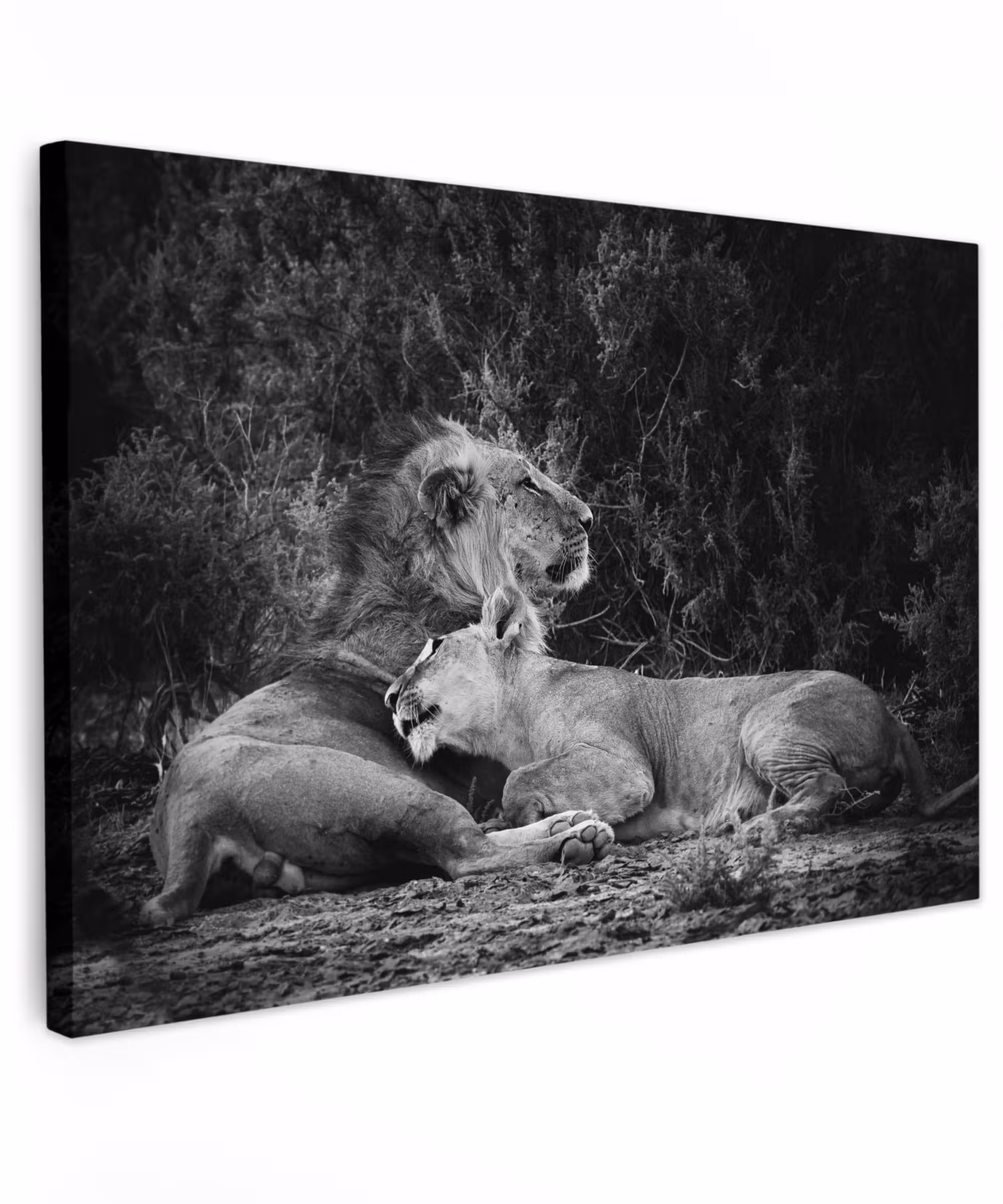 Canvas schilderij - Leeuwen - Zwart - Wilde dieren