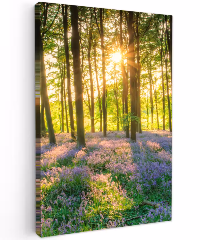 Canvas schilderij - Lente - Bos - Zon