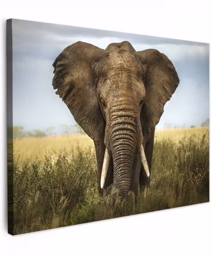 Canvas schilderij - Olifant - Natuur - Gras - Dieren - Landschap