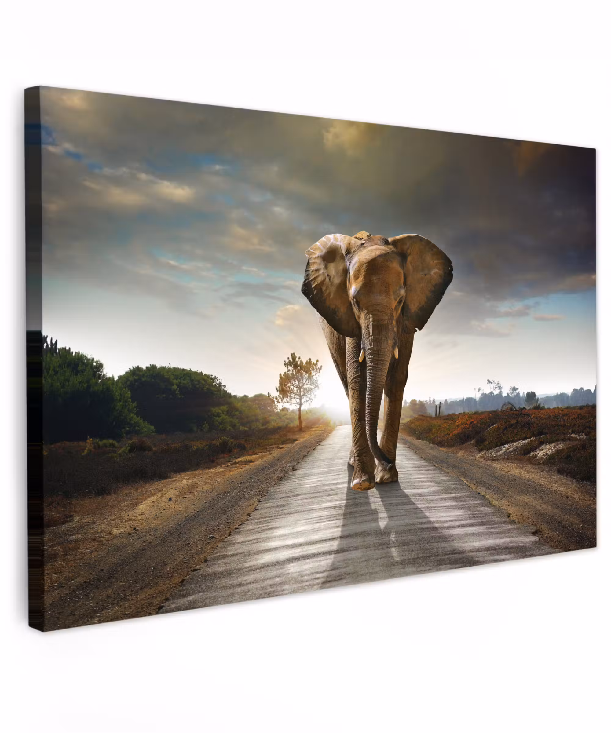 Canvas schilderij - Olifant - Weg - Dieren - Zonsondergang - Landschap