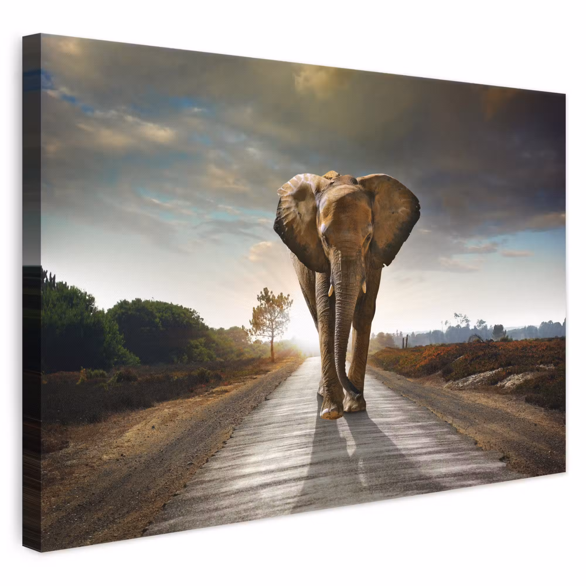 Canvas schilderij - Olifant - Weg - Dieren - Zonsondergang - Landschap