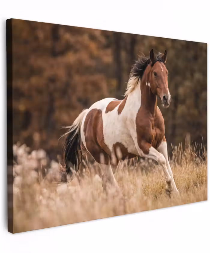 Canvas schilderij - Paard - Bruin - Gras