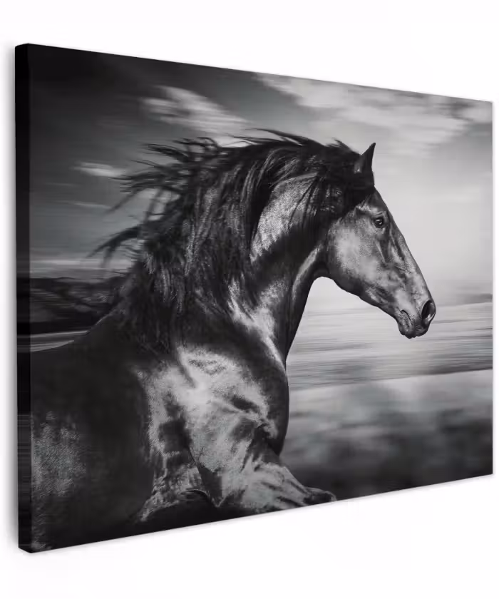 Canvas schilderij - Paard - Dieren - zwart - Wit