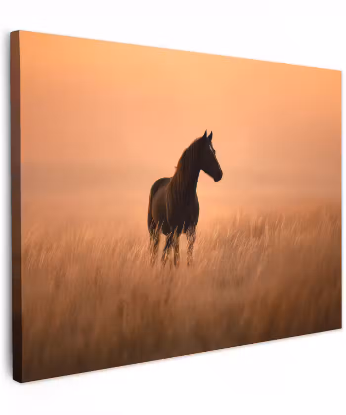 Canvas schilderij - Paard - Grasveld - Zonsondergang