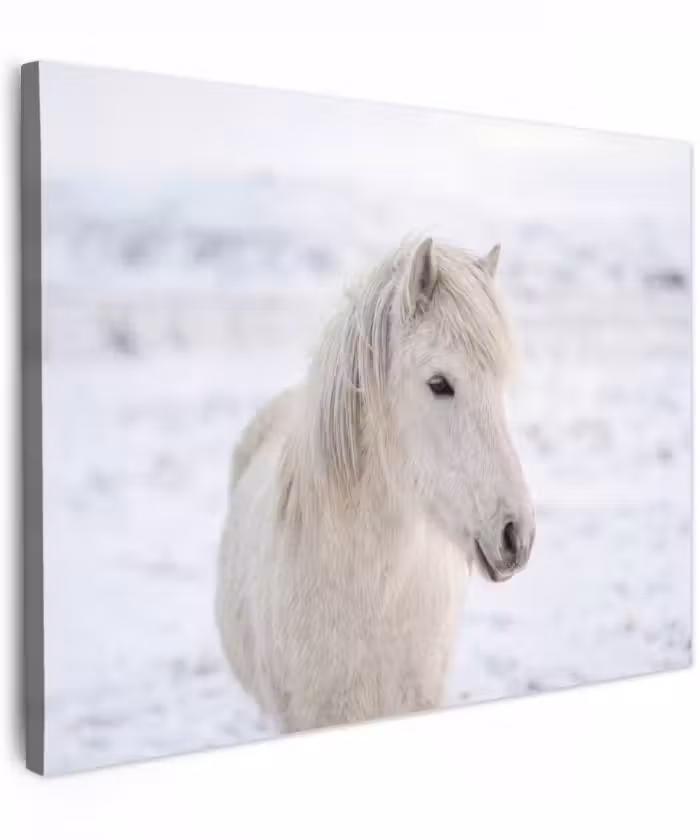 Canvas schilderij - Paard - Kop - Winter - Dieren - Wit