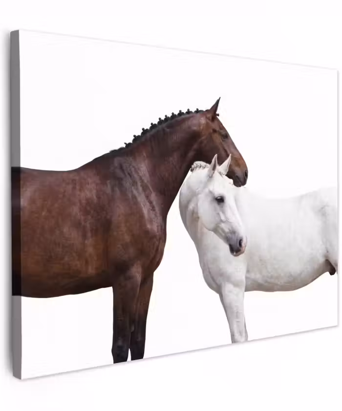 Canvas schilderij - Paard - Modern - Balans