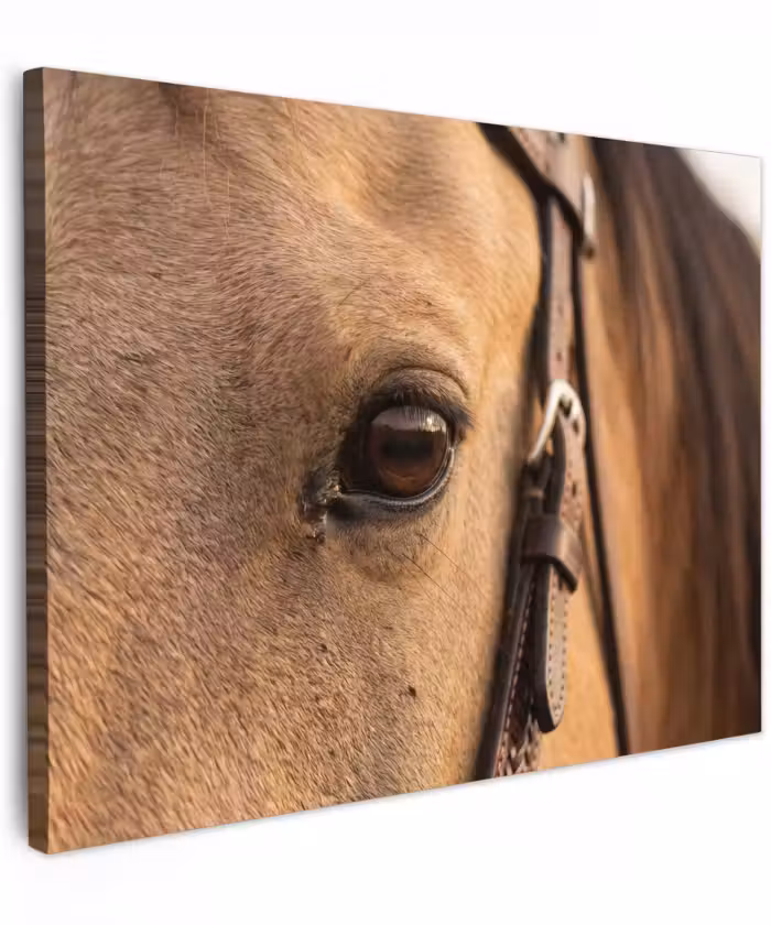 Canvas schilderij - Paard - Oog - Bruin