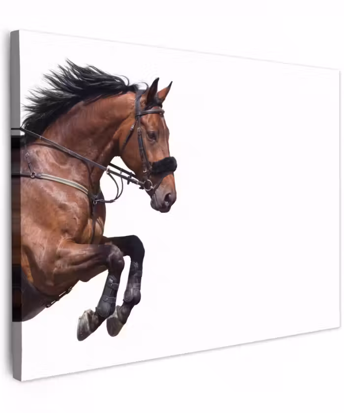 Canvas schilderij - Paard - Springen - Modern