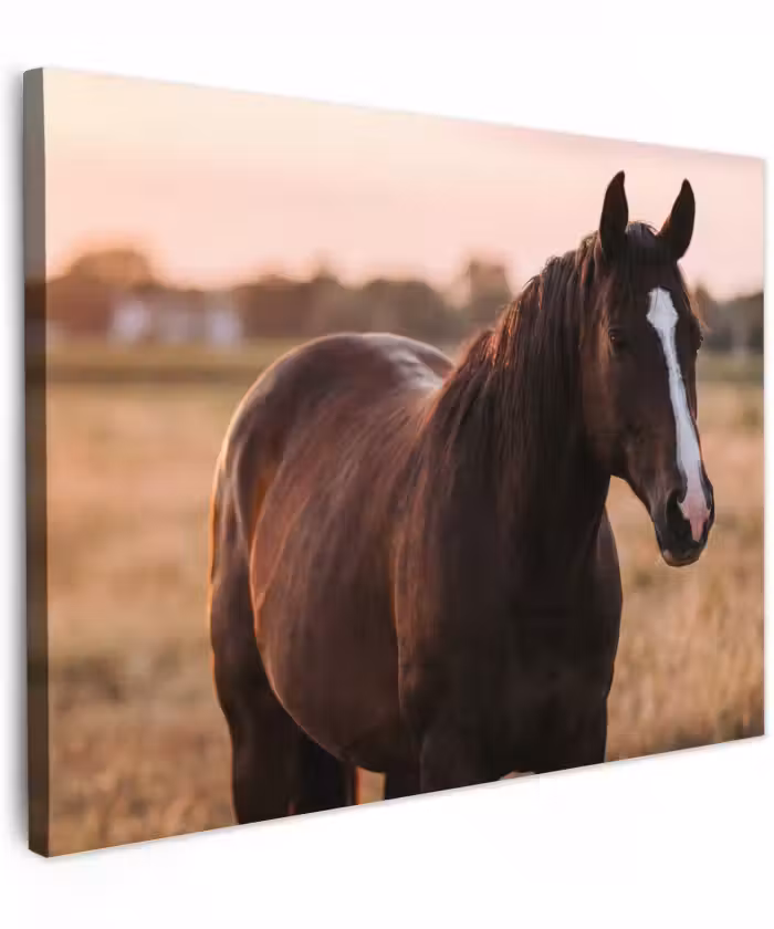 Canvas schilderij - Paard - Zonsondergang - Bruin