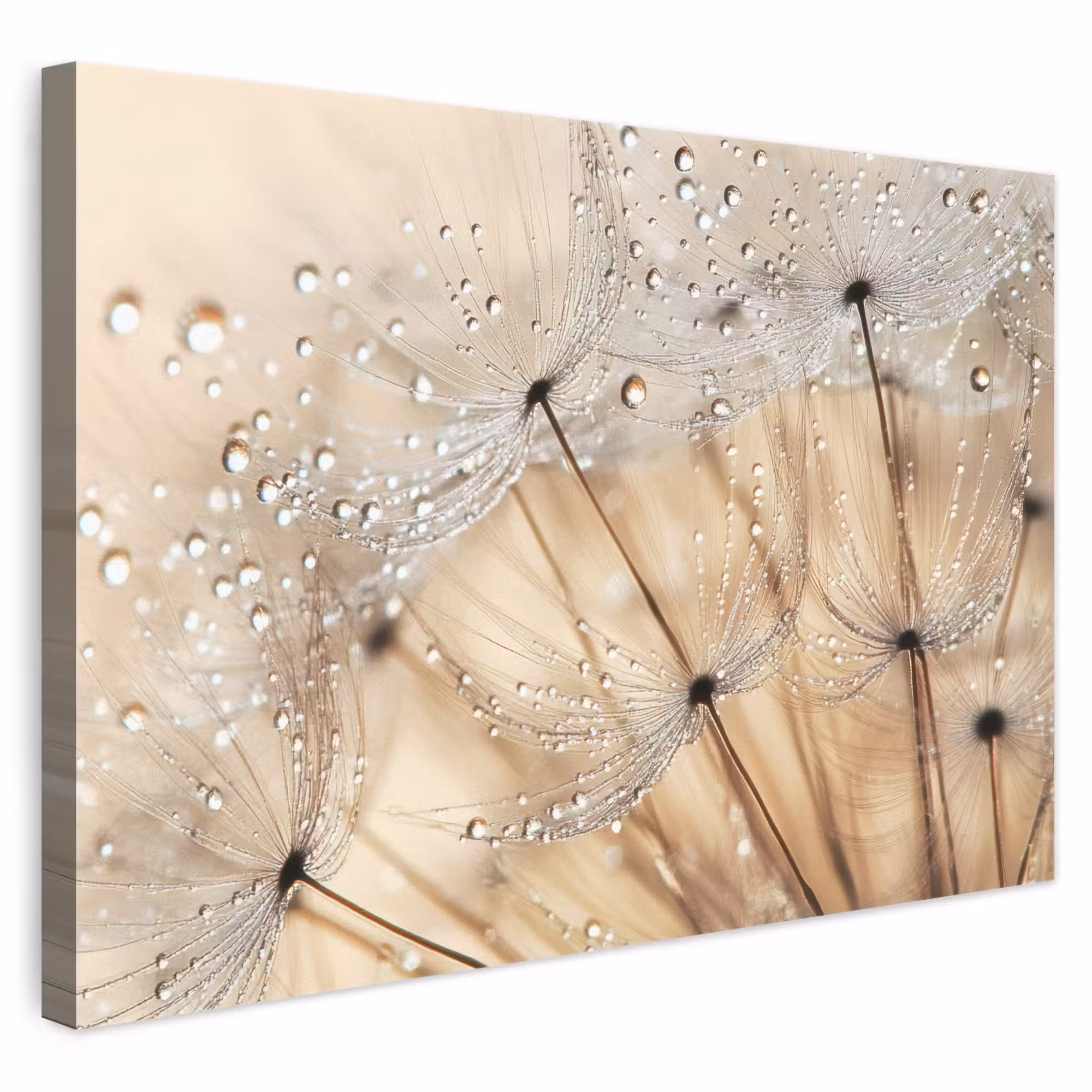 Canvas schilderij - Paardenbloem - Abstract - Natuur - Beige