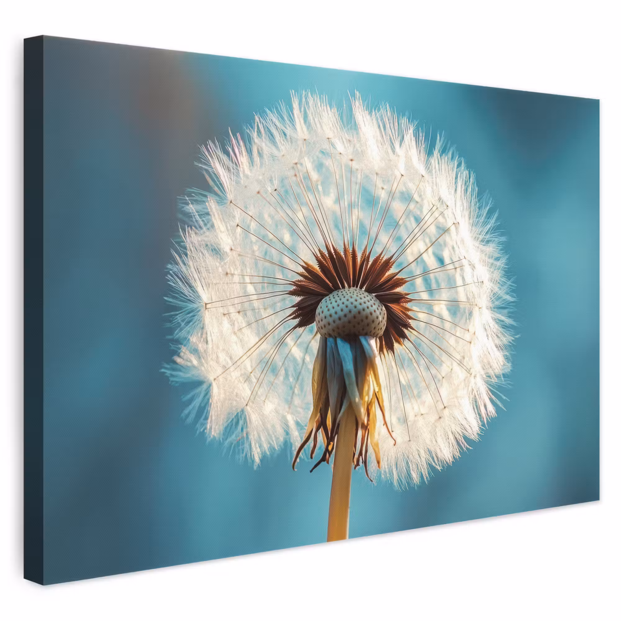 Canvas schilderij - Paardenbloem - Natuur - Bloemen - Blauw