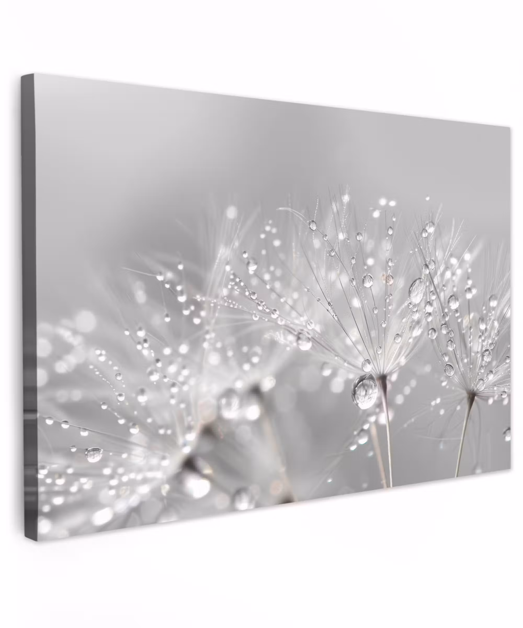 Canvas schilderij - Paardenbloem - Waterdruppels - Stilleven - Modern