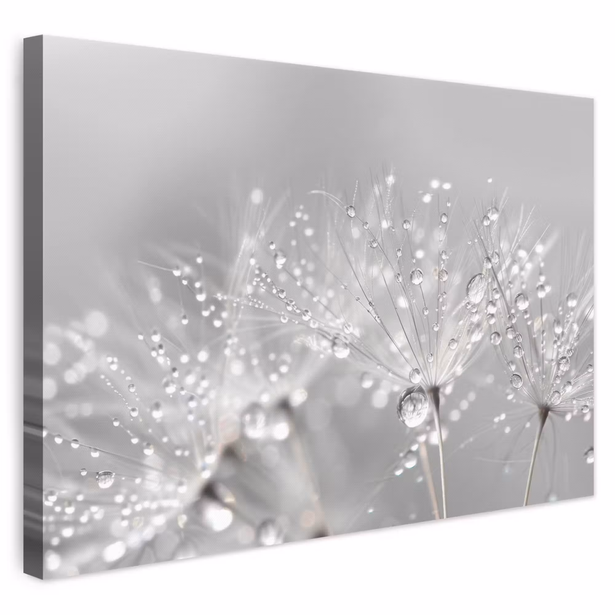 Canvas schilderij - Paardenbloem - Waterdruppels - Stilleven - Modern