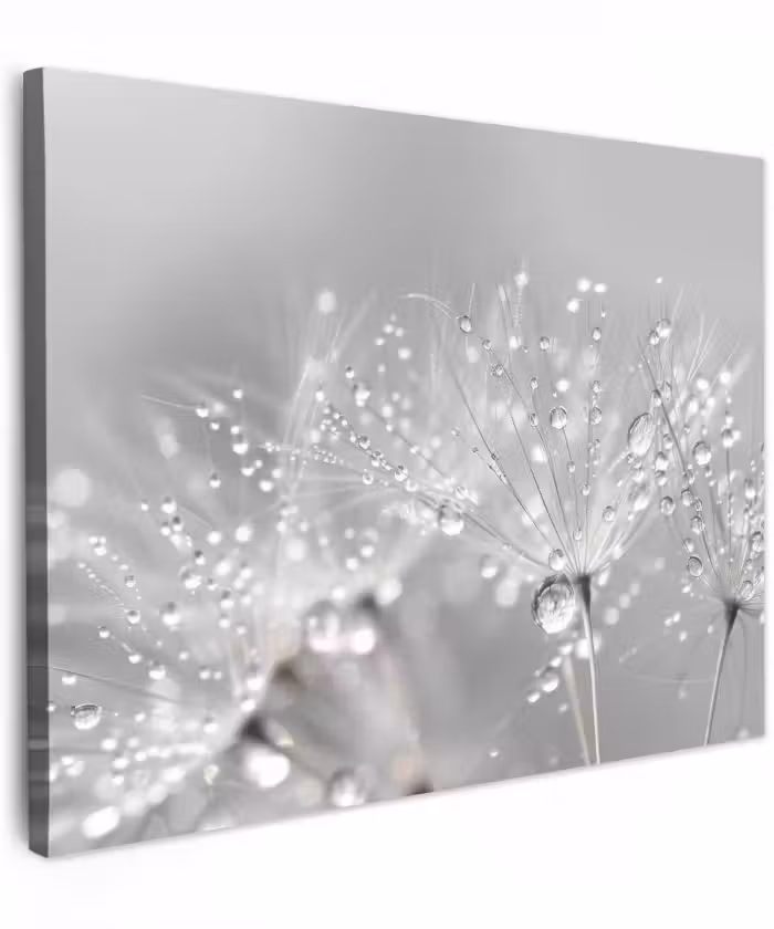 Canvas schilderij - Paardenbloem - Waterdruppels - Stilleven - Modern