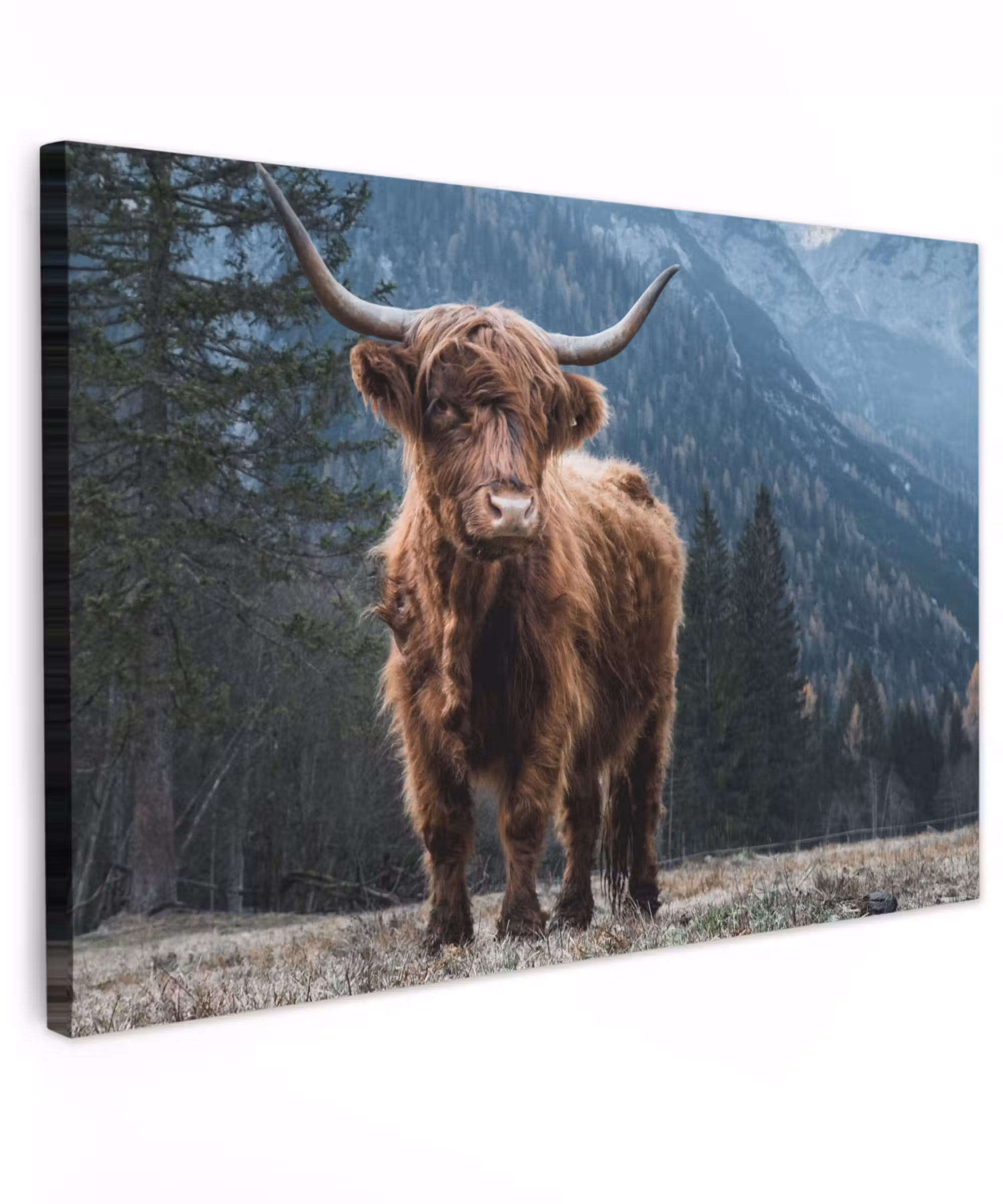 Canvas schilderij - Schottische Highlander - Berg - Landschaft - Bäume - Kuh - Natur