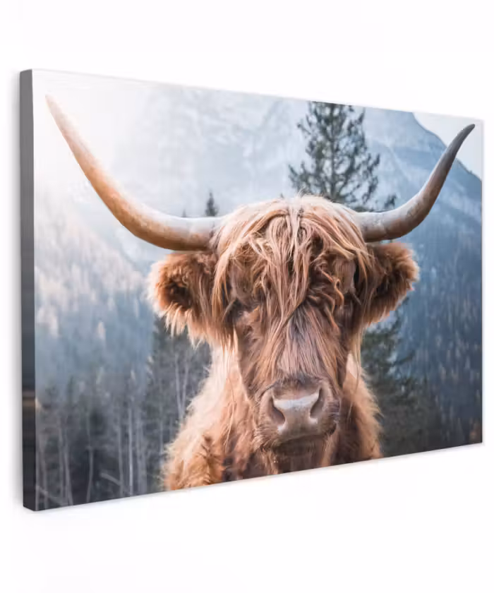 Canvas schilderij - Schotse hooglander - Bergen - Portret