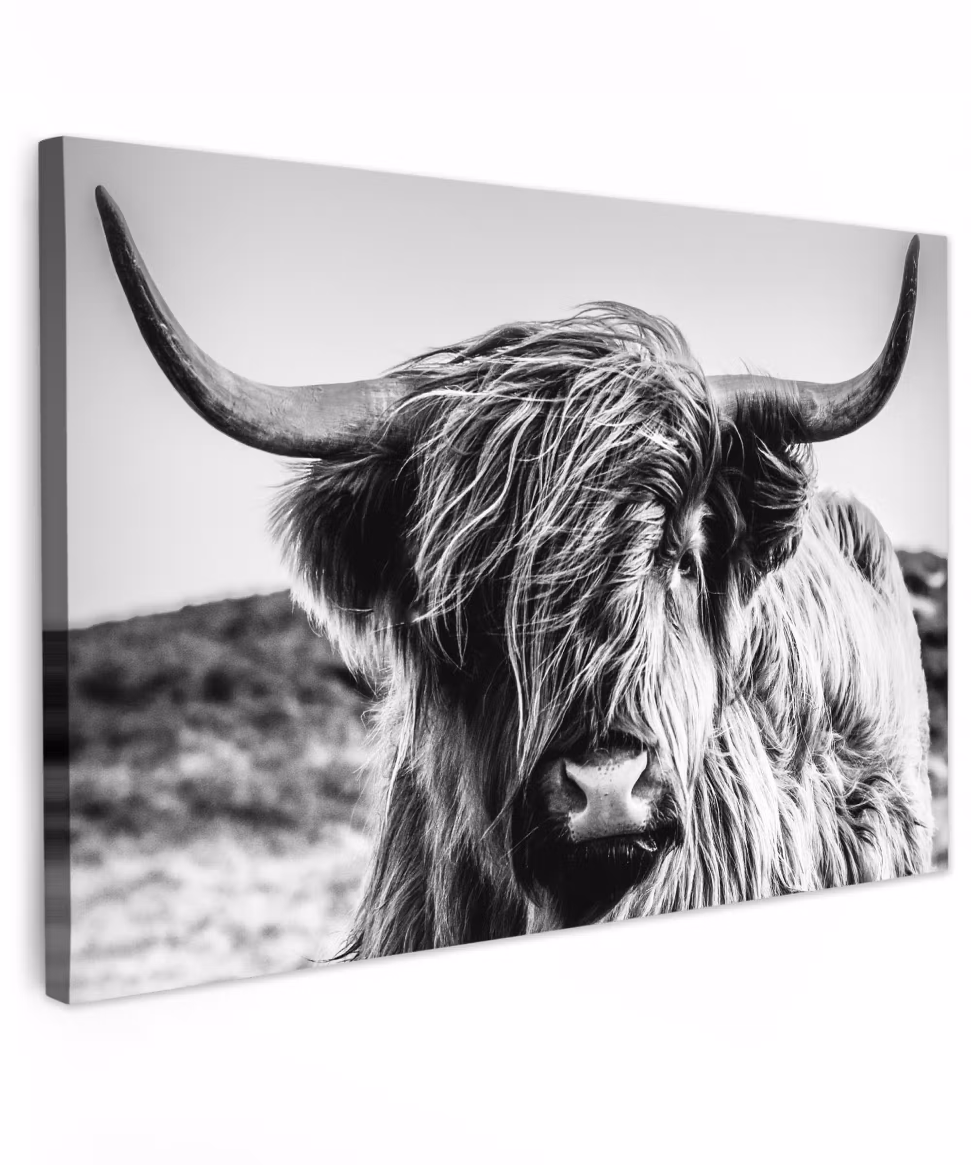 Canvas schilderij - Schotse hooglander - Close up - Horens - Vacht - Zwart Wit