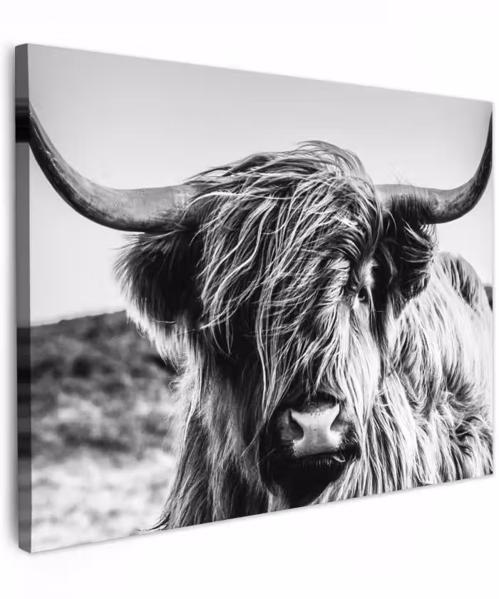 Canvas schilderij - Schotse hooglander - Close up - Horens - Vacht - Zwart Wit