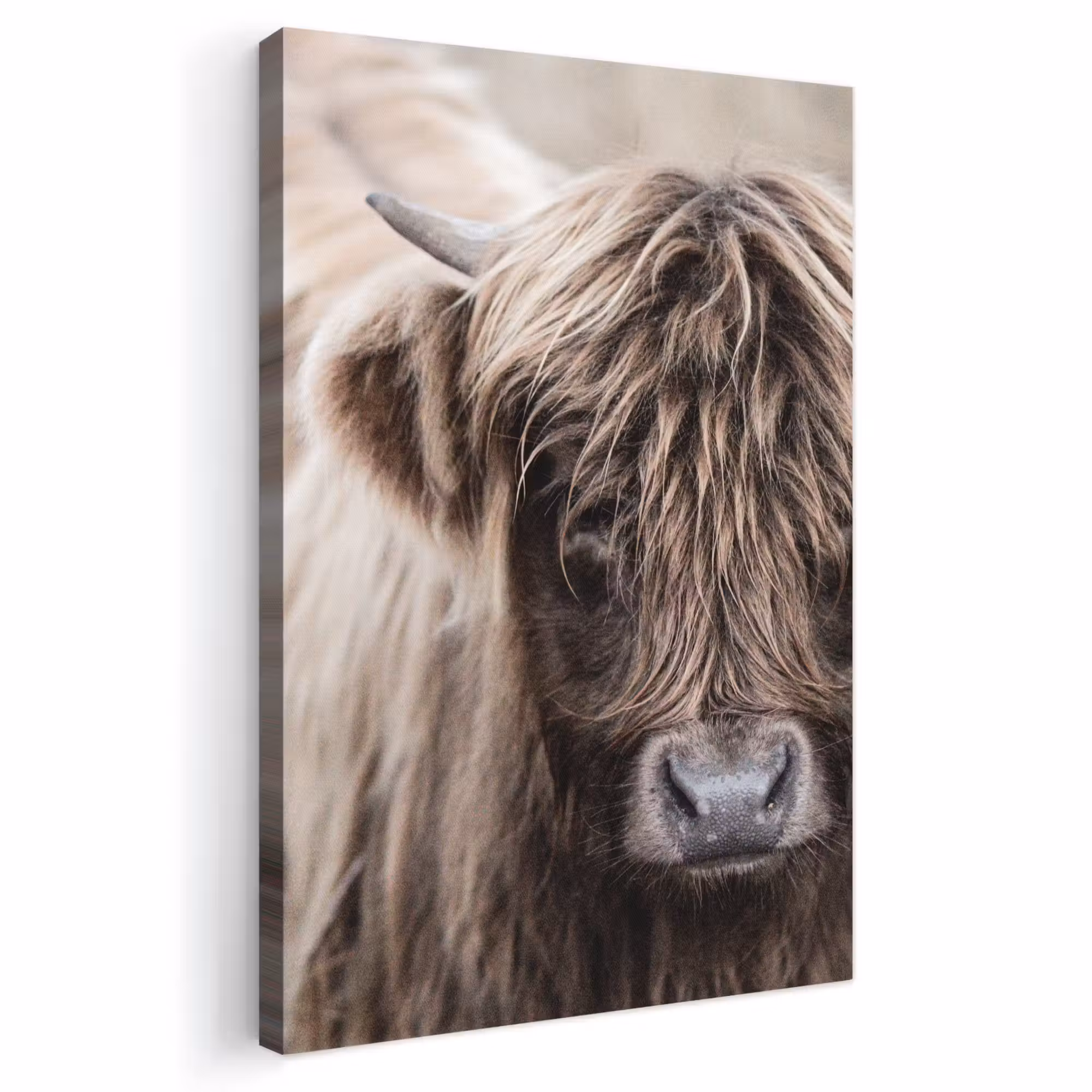 Canvas schilderij - Schotse Hooglander - Dieren - Hoorn