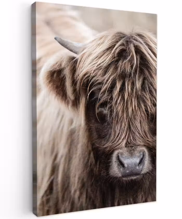 Canvas schilderij - Schotse Hooglander - Dieren - Hoorn
