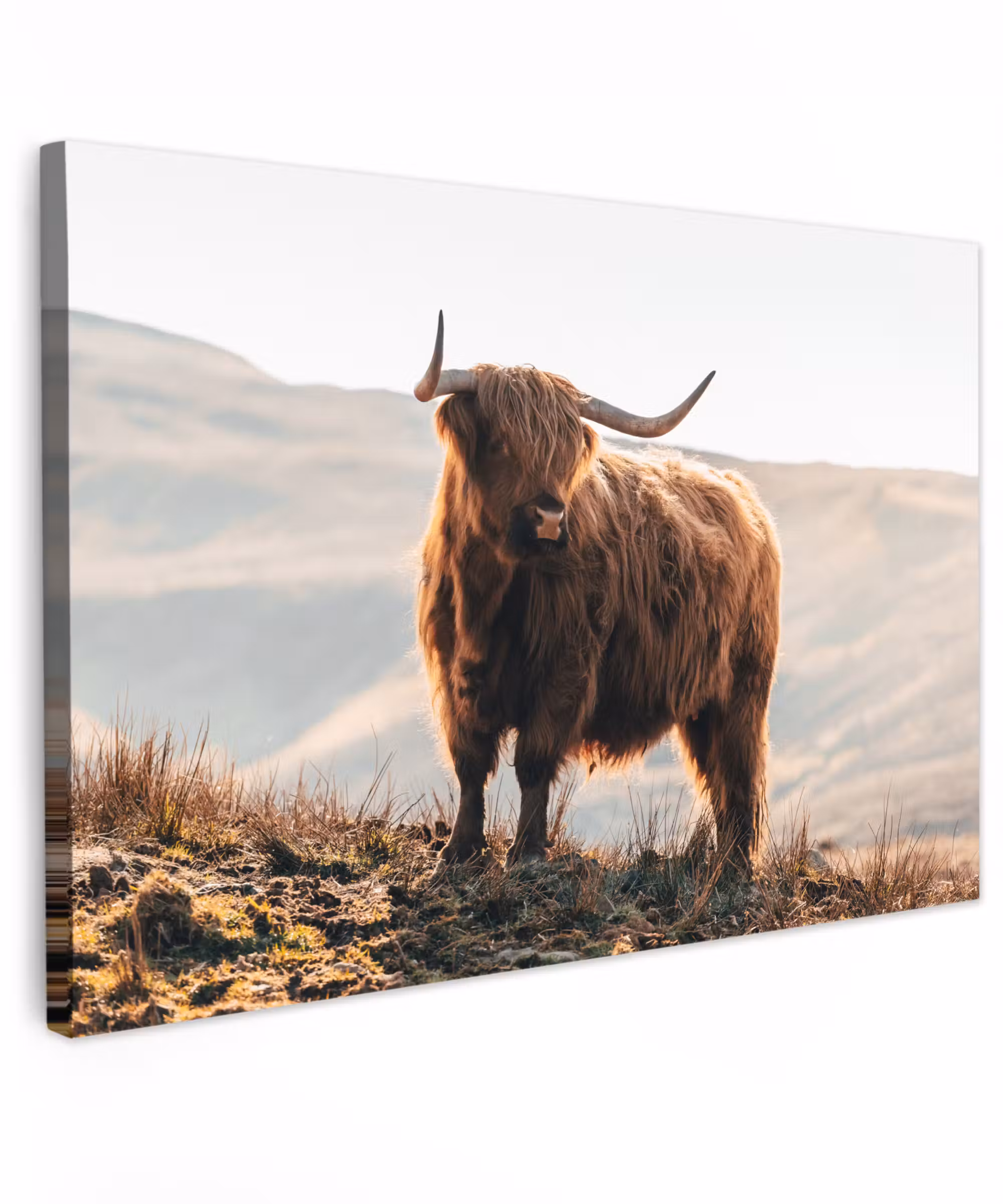 Canvas schilderij - Schotse hooglander - Dieren - Landelijk - Landschap - Koe - Natuur