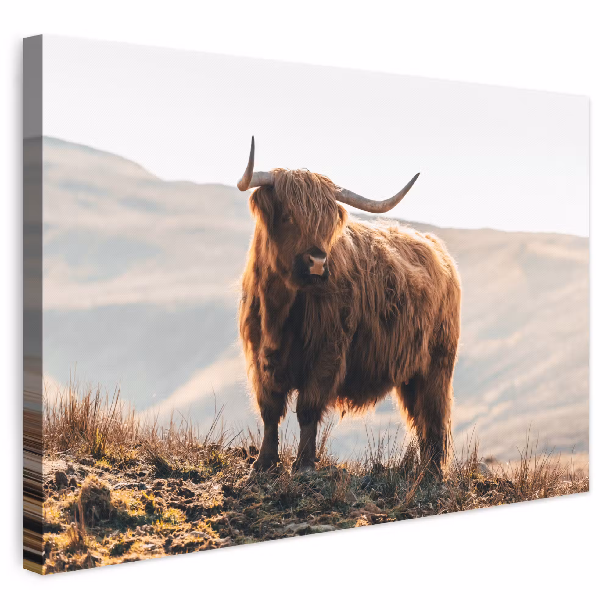 Canvas schilderij - Schotse hooglander - Dieren - Landelijk - Landschap - Koe - Natuur