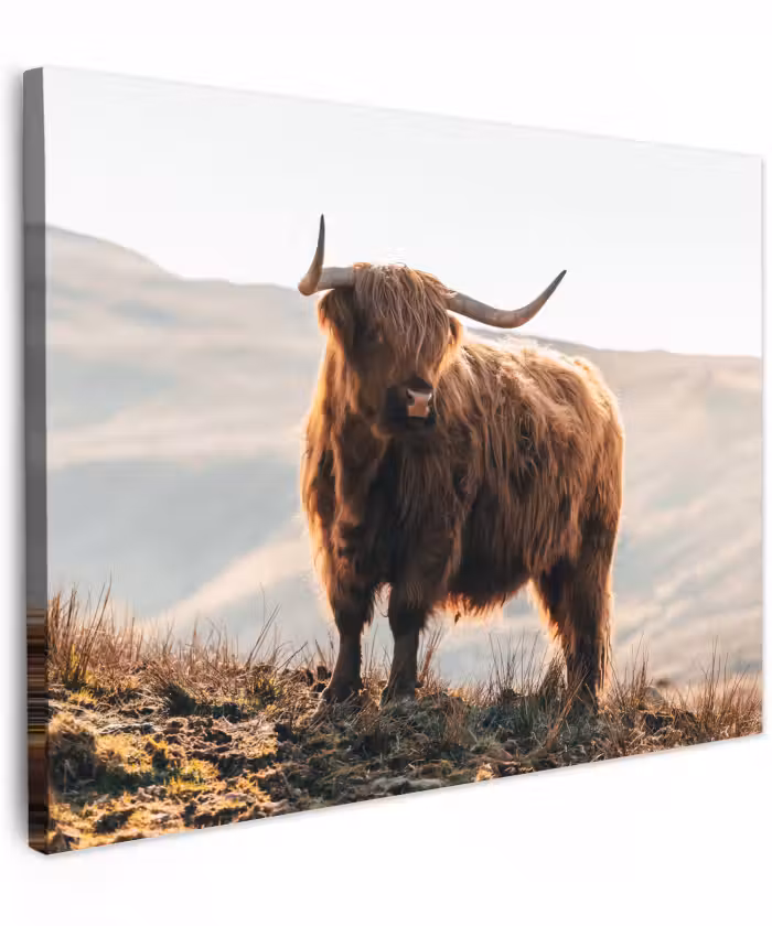 Canvas schilderij - Schotse hooglander - Dieren - Landelijk - Landschap - Koe - Natuur