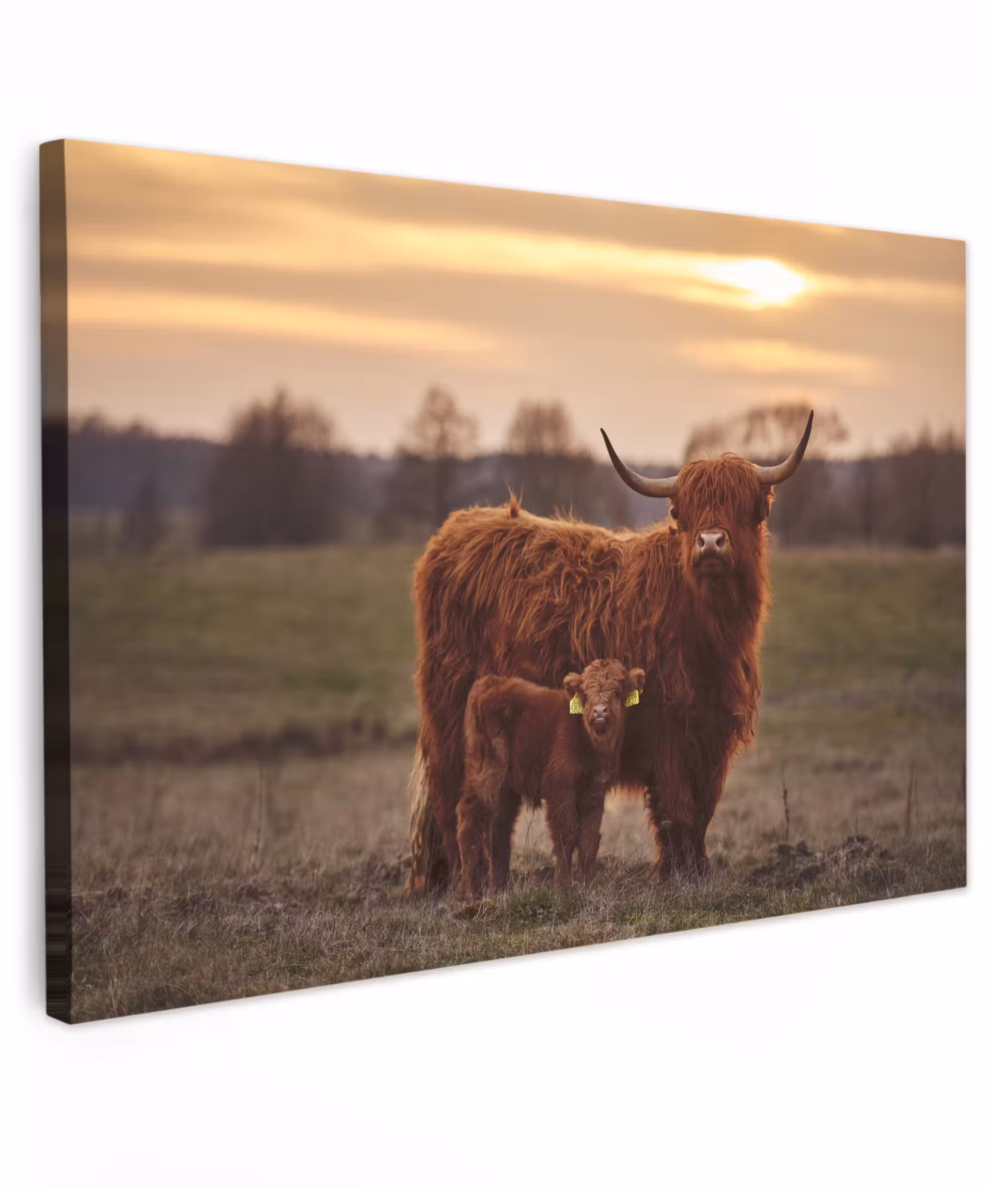 Canvas schilderij - Schotse hooglander - Dieren - Landschap - Zonsondergang - Koe