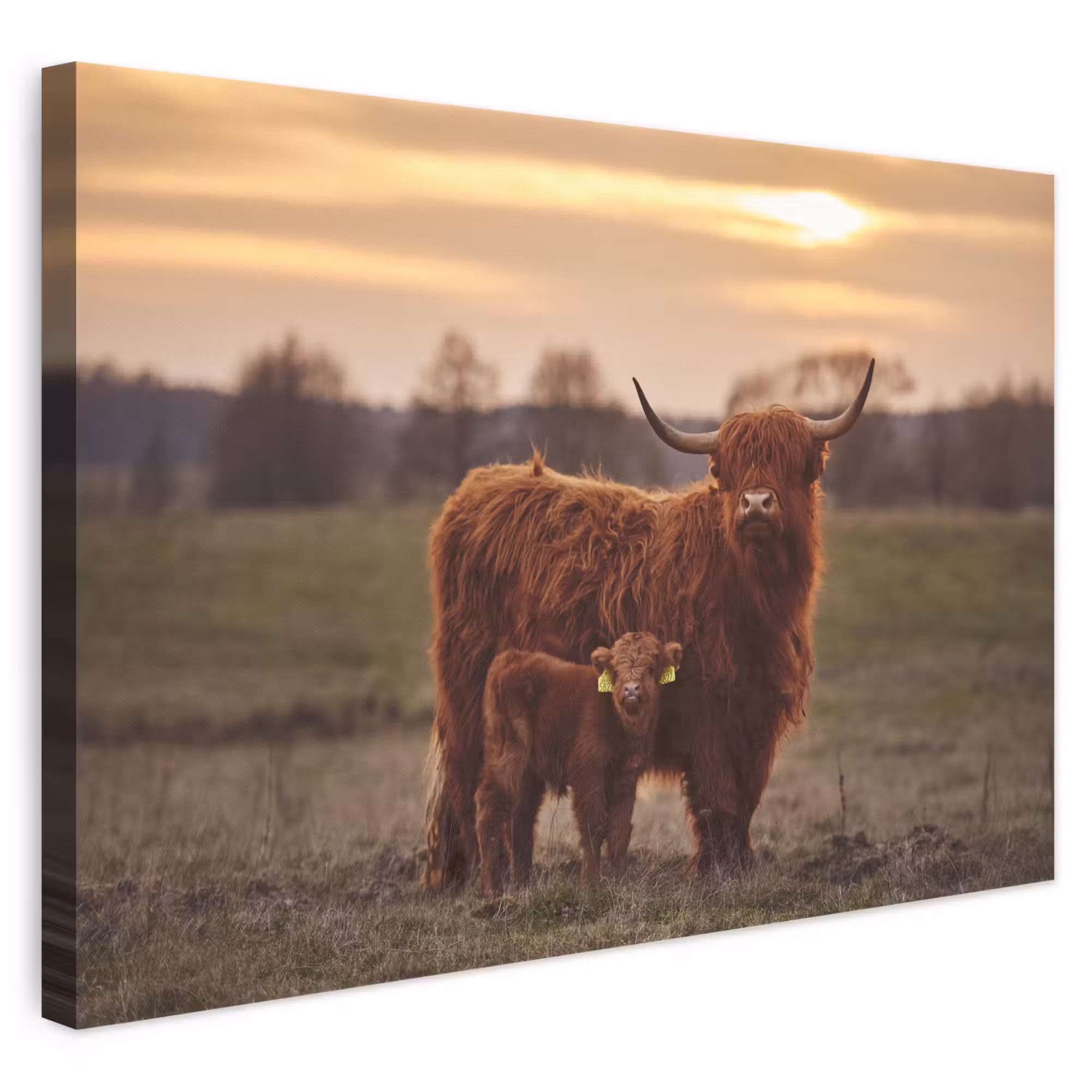 Canvas schilderij - Schotse hooglander - Dieren - Landschap - Zonsondergang - Koe