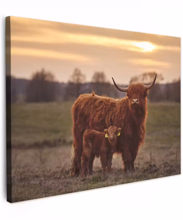 Canvas schilderij - Schotse hooglander - Dieren - Landschap - Zonsondergang - Koe