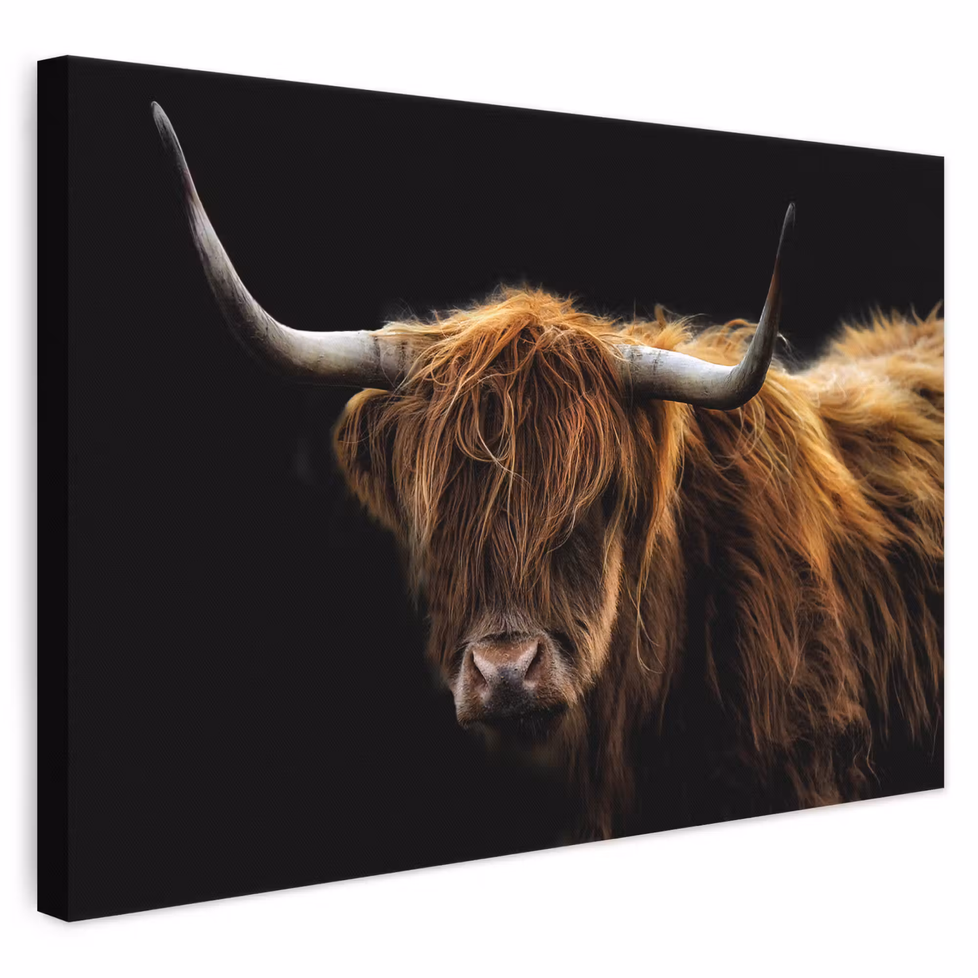 Canvas schilderij - Schotse Hooglander - Horens - Zwart - Dieren - Natuur - Wild - Koe
