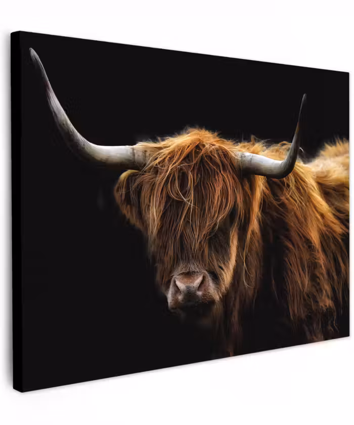 Canvas schilderij - Schotse Hooglander - Horens - Zwart - Dieren - Natuur - Wild - Koe