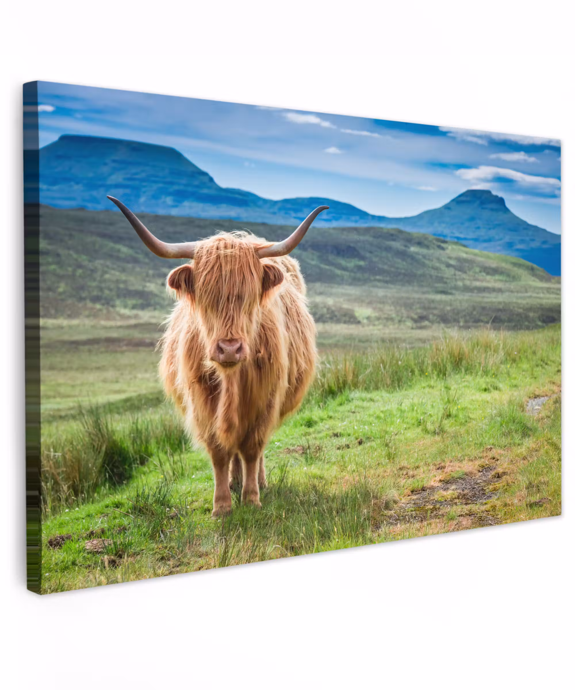 Canvas schilderij - Schotse hooglander - Koe - Natuur - Berg - Gras