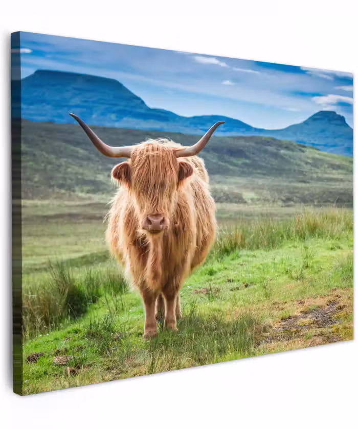 Canvas schilderij - Schotse hooglander - Koe - Natuur - Berg - Gras