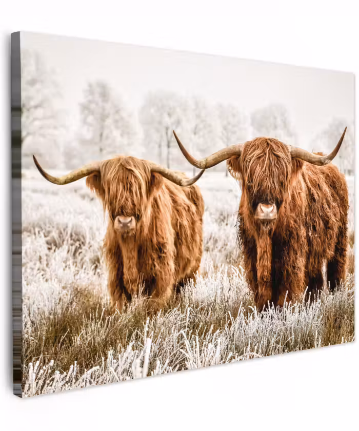 Canvas schilderij - Schotse hooglander - Koe - Natuur - Winter