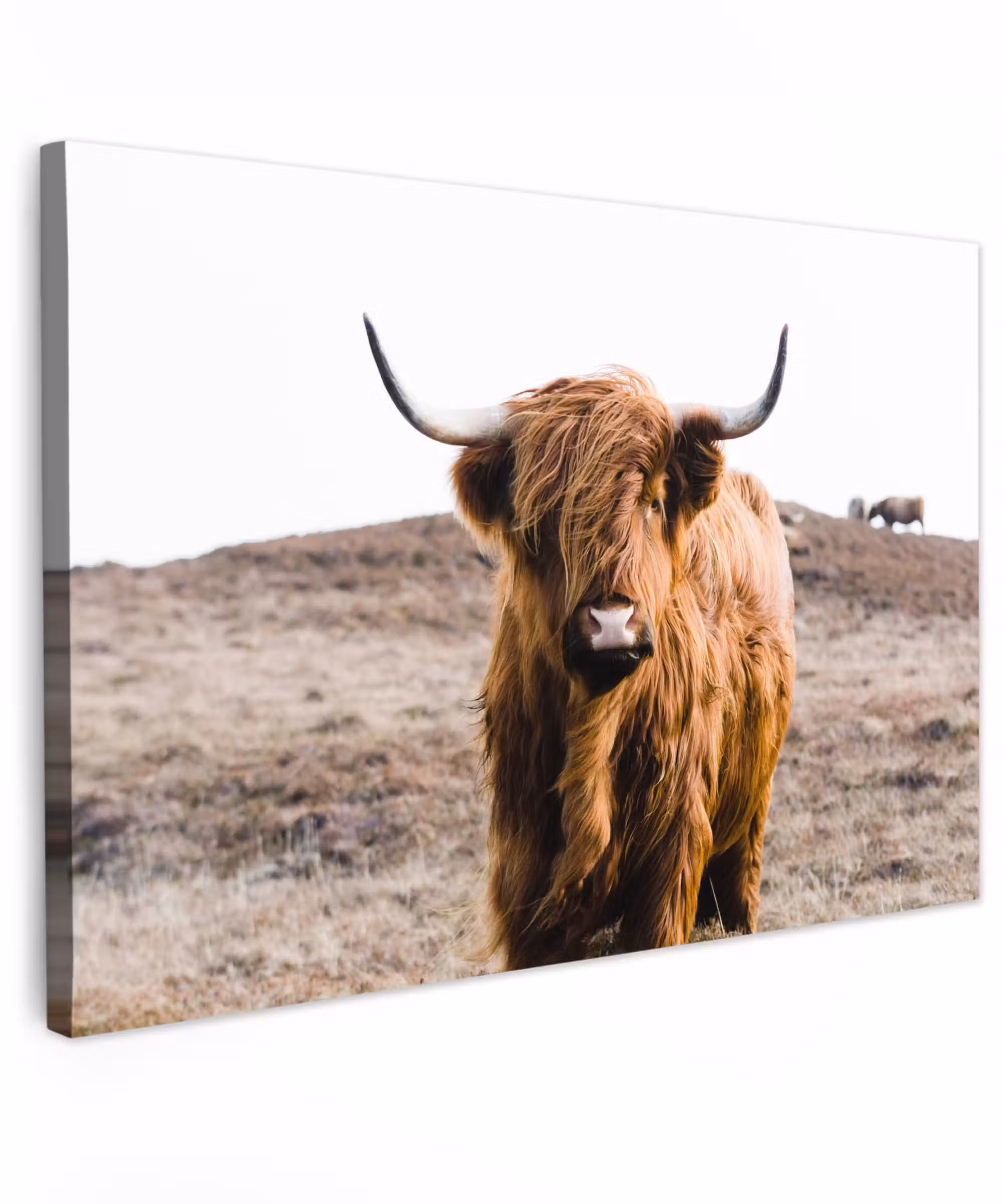 Canvas schilderij - Schotse hooglander - Landschap - Koe - Bruin - Dieren - Natuur