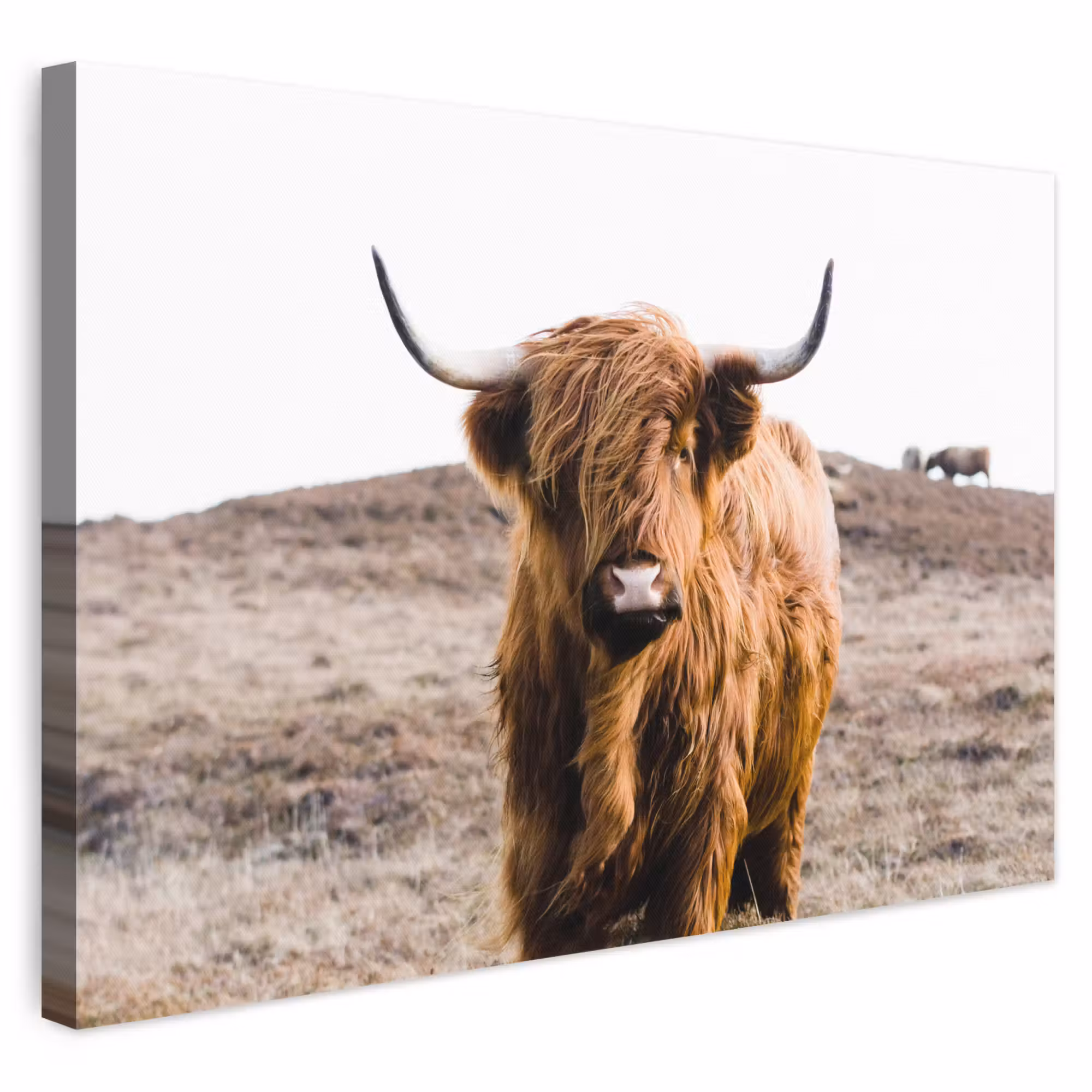 Canvas schilderij - Schotse hooglander - Landschap - Koe - Bruin - Dieren - Natuur