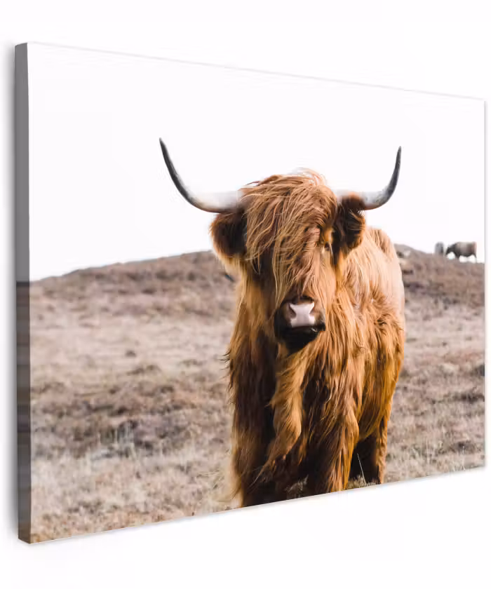 Canvas schilderij - Schotse hooglander - Landschap - Koe - Bruin - Dieren - Natuur