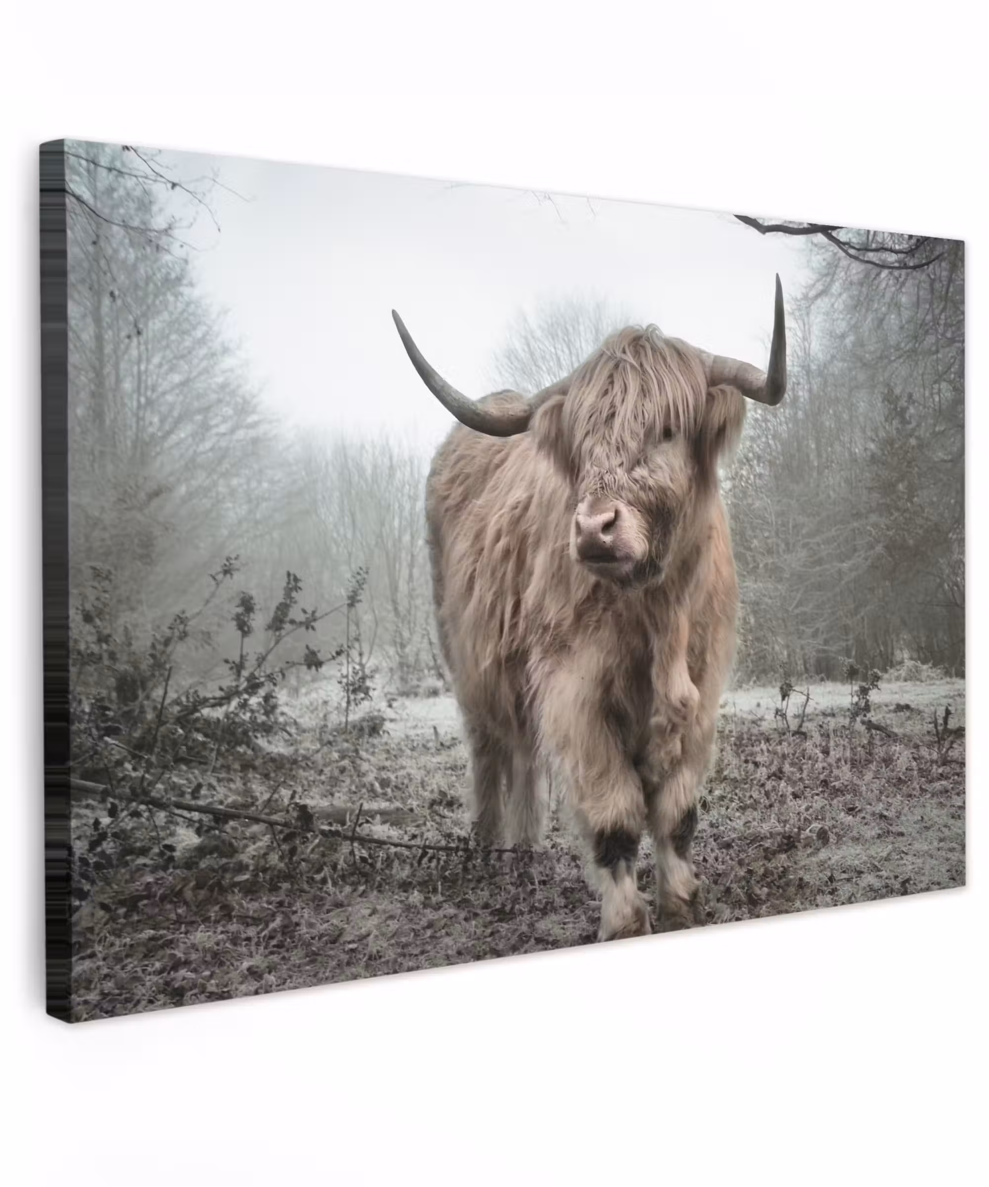 Canvas schilderij - Schotse hooglander - Natuur - Herfst - Dieren - Wild - Bos