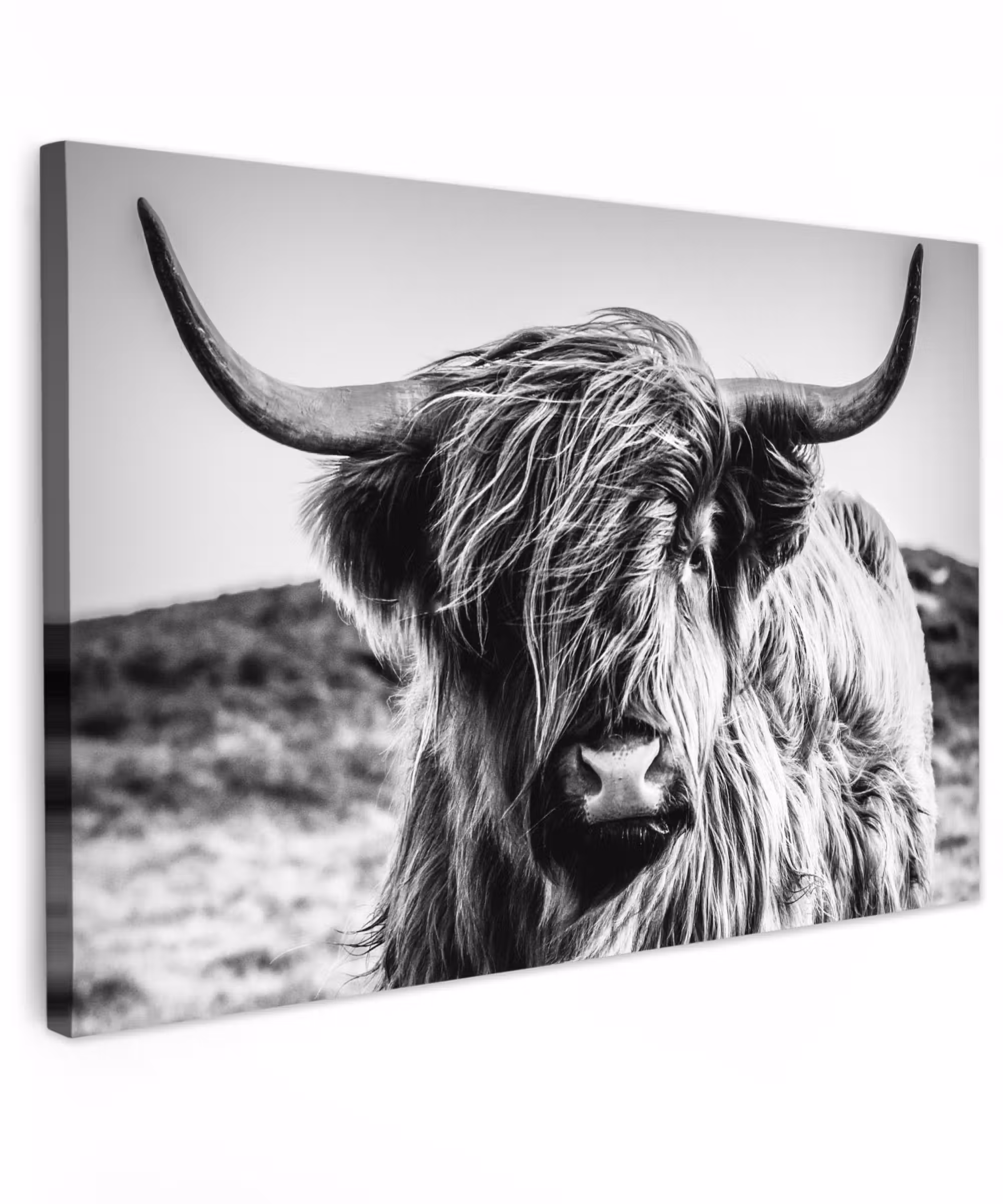 Canvas schilderij - Schotse hooglander - Natuur - Koe - Zwart - Wit