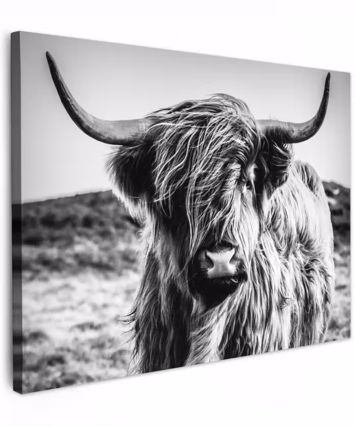 Canvas schilderij - Schotse hooglander - Natuur - Koe - Zwart - Wit