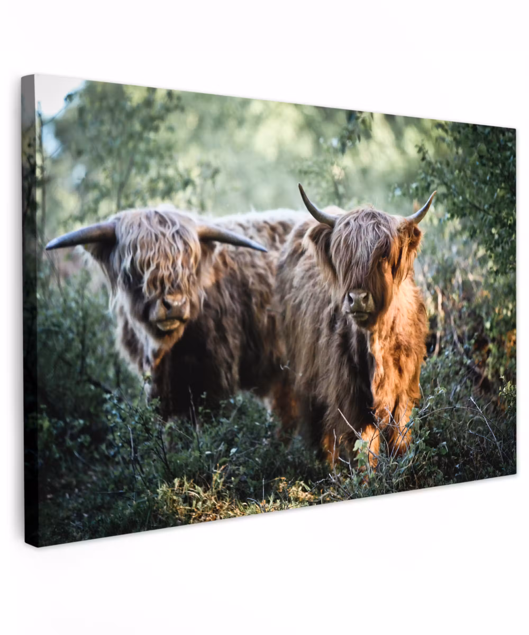 Canvas schilderij - Schotse Hooglanders - Bos - Dieren