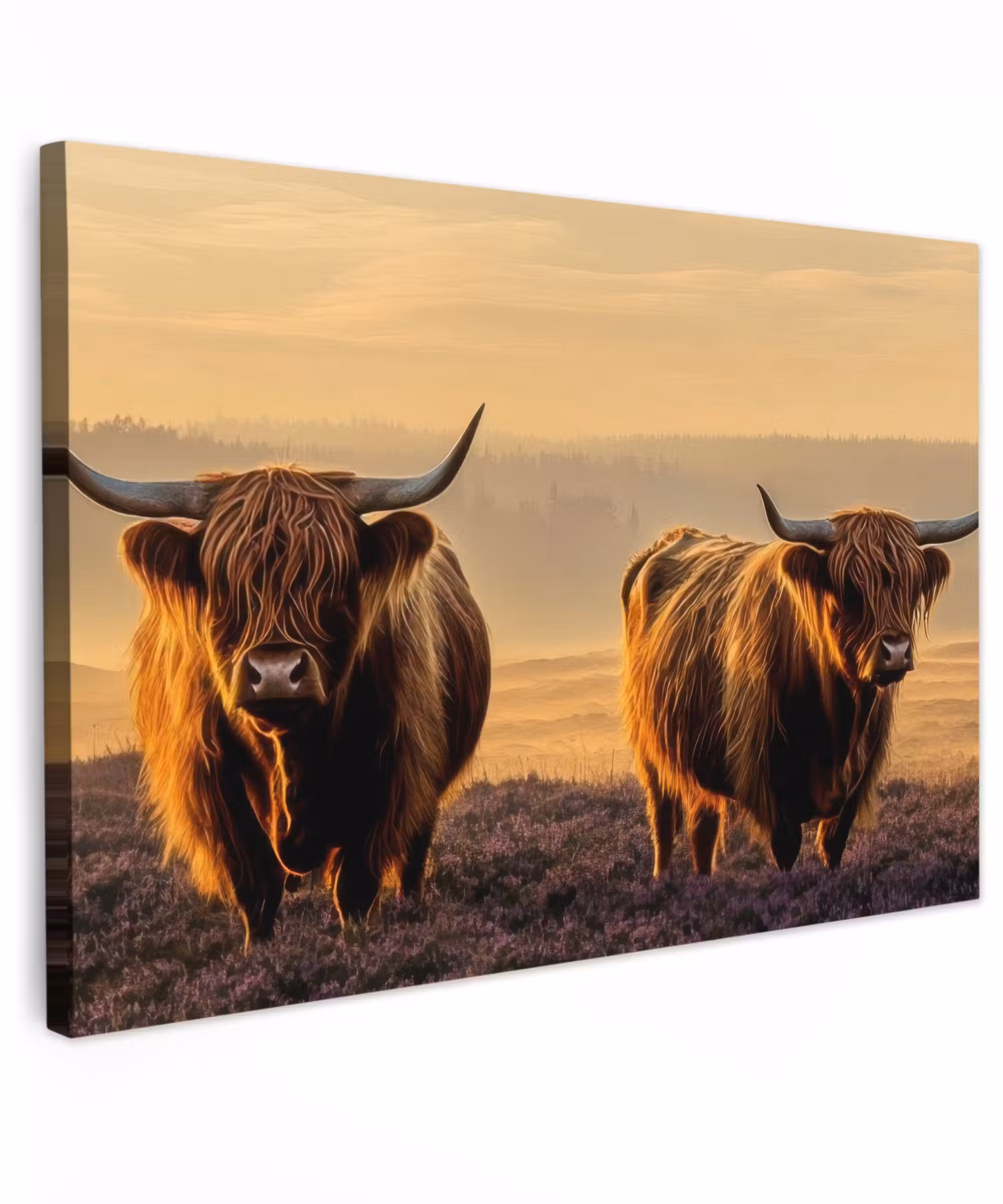 Canvas schilderij - Schotse hooglanders - Heide - Landschap - Dieren