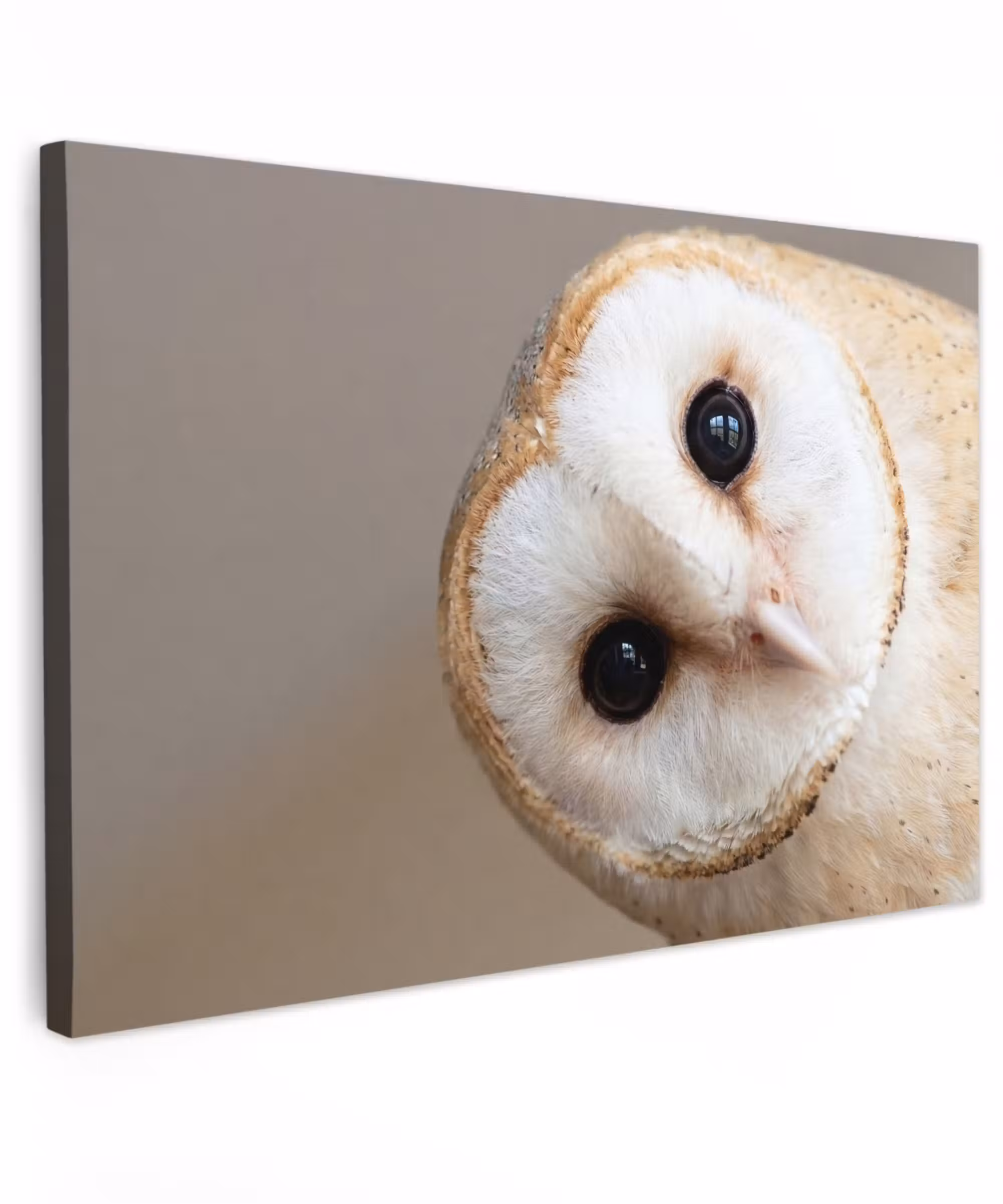 Canvas schilderij - Uil - Bruin - Wit