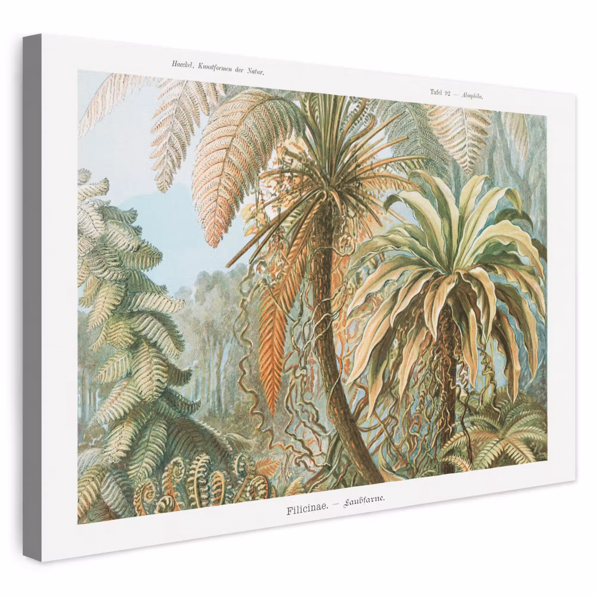 Canvas schilderij - Vintage - Oude meesters - Varens - Planten - Natuur