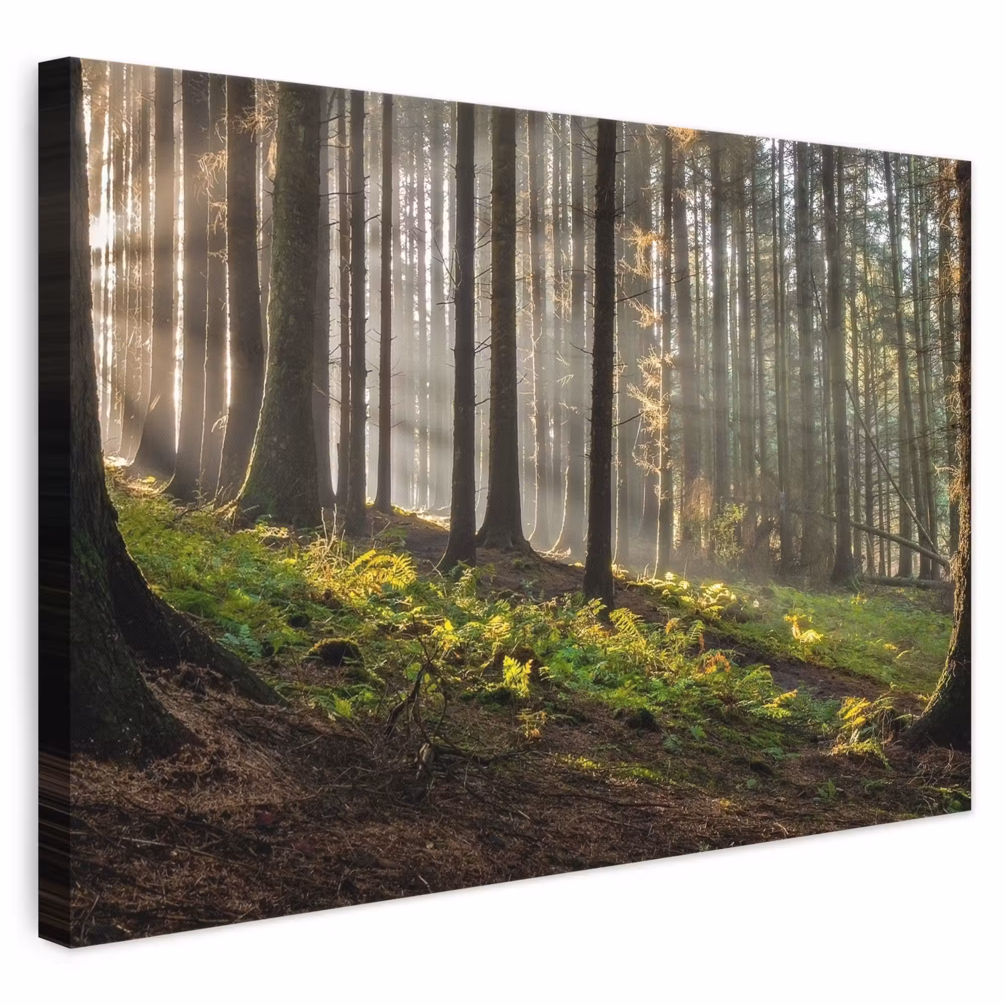 Canvas schilderij - Zon - Takken - Bomen - Bos - Natuur