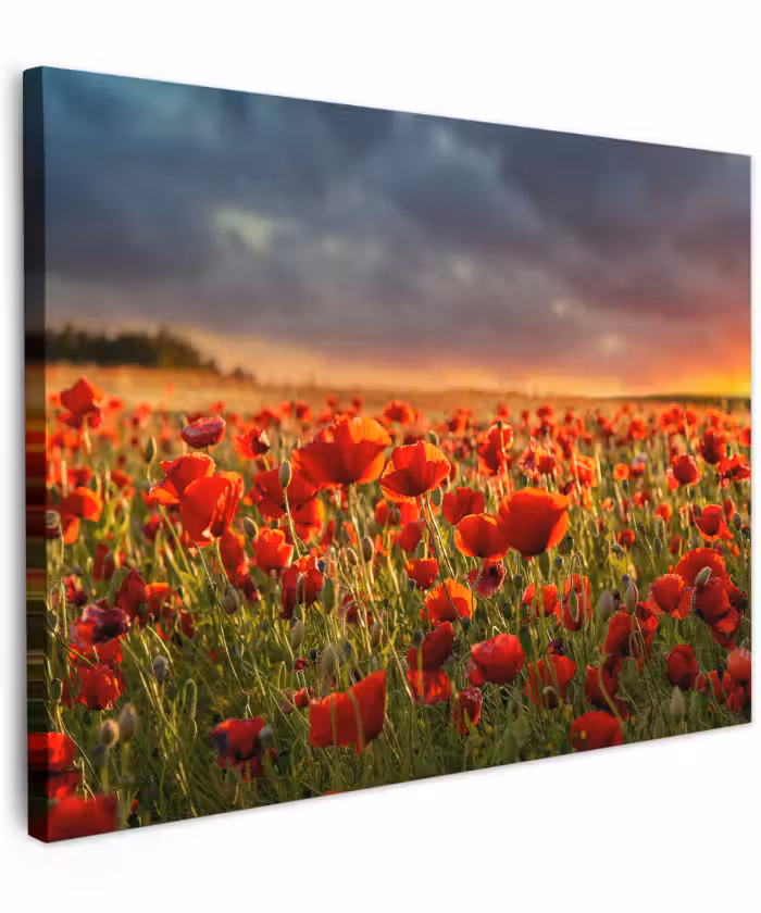 Canvas schilderij - Sonnenuntergang - Mohnblumen - Rot - Blumen - Feld - Natur