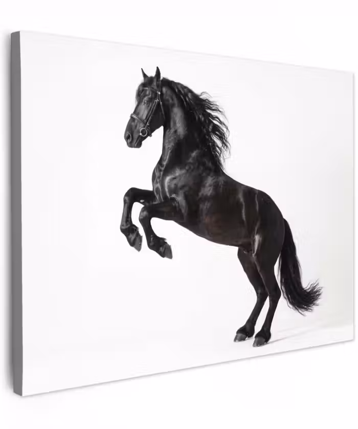 Canvas schilderij - Zwart - Paard - Portret